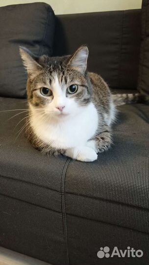 Кошка в дар