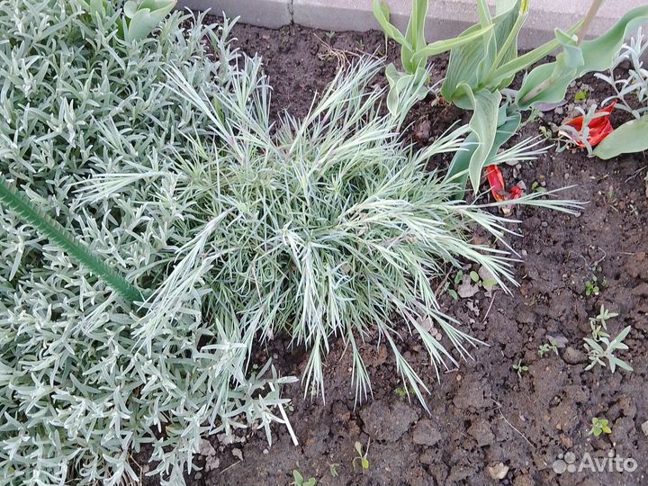 Гвоздика многолетняя