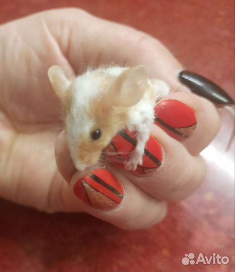 Мышь рэксики, сатиновые