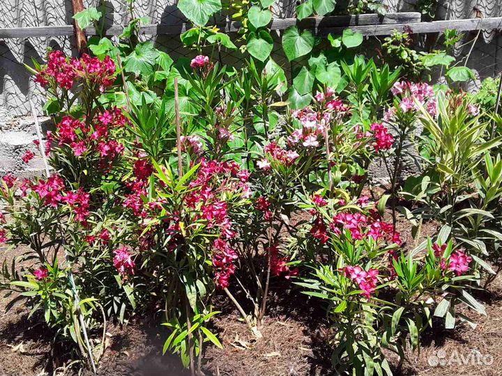 Кипарисы, туи, олеандры, можжевельники