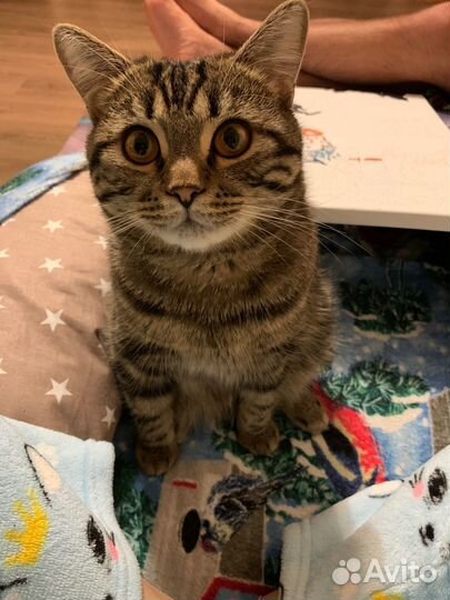 Отдам кота