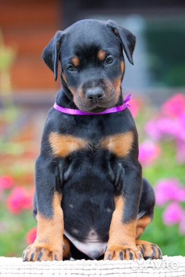 Щенки добермана, питомник РКФ