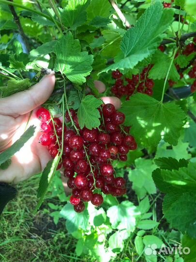 Саженцы красной смородины