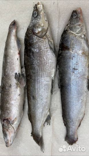 Муксун, северная дикая рыба. Свеже-мороженная н/р