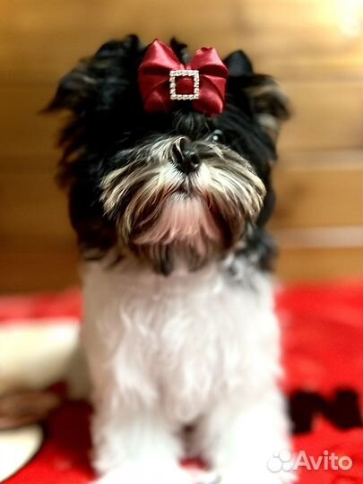 Очень красивая курносая малышка