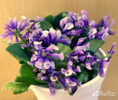 Сортовые фиалки