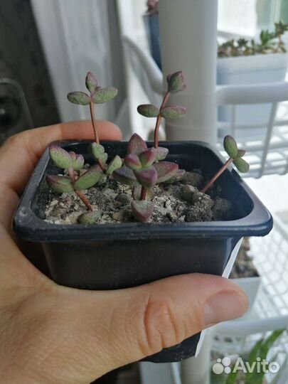 Крассула рупестрис