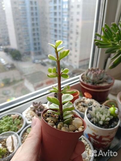 Суккуленты от