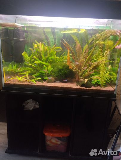 Аквариум с тумбой с рыбками