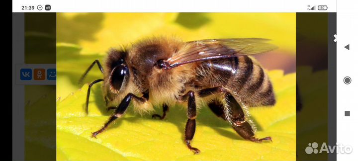 Пчёлы. Продажа. Обмен на предложенное