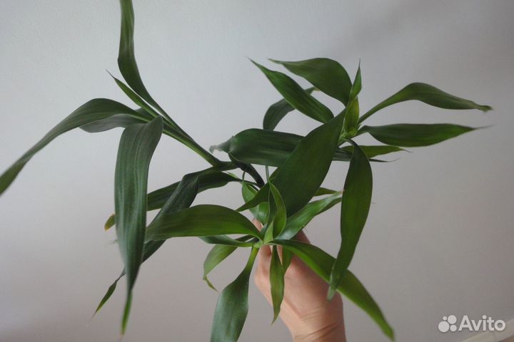 Бамбук пеперомия, алоказия сингониум