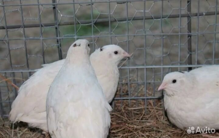 Перепелки перепела