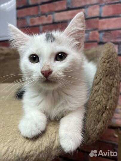 Котенок девочка Стеша 2,5 мес