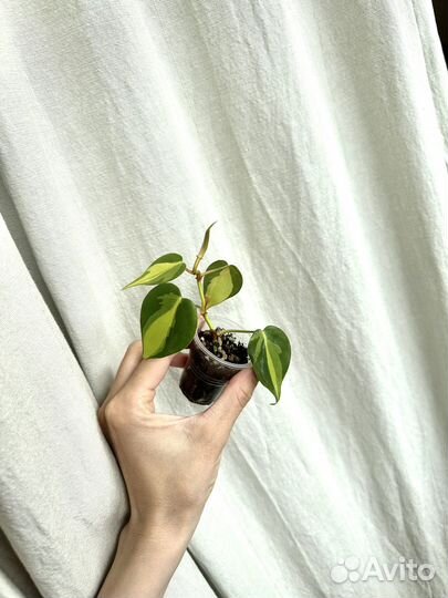 Сциндапсус