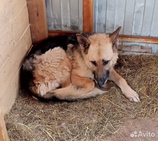 Собака в добрые руки