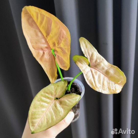 Сингониум Пинк Флексид (Syngonium Pink Flecked)