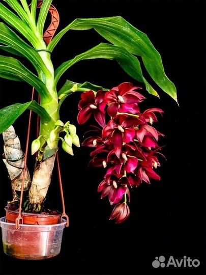 Орхидея. Морковка - Cyc. Wine Delight 'JEM'