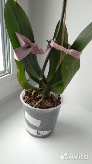 Орхидея фаленопсис