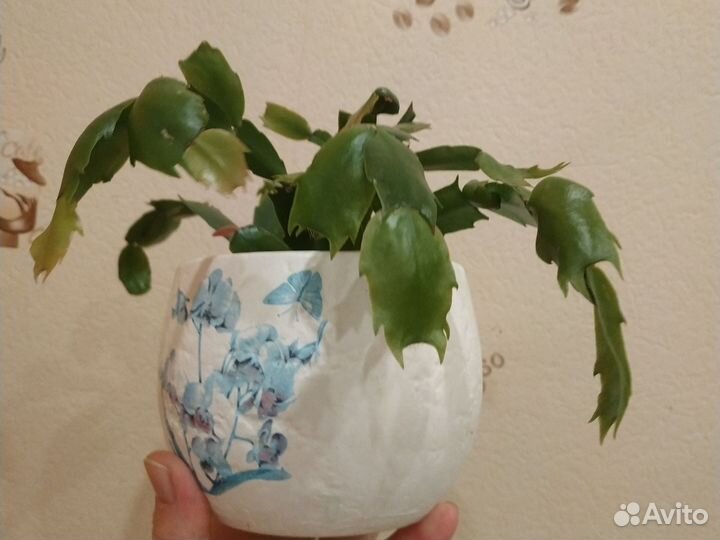 Бильбергия,декабрист