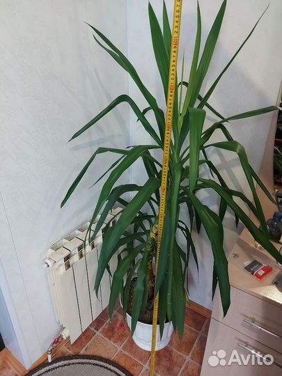 Пальма юкка