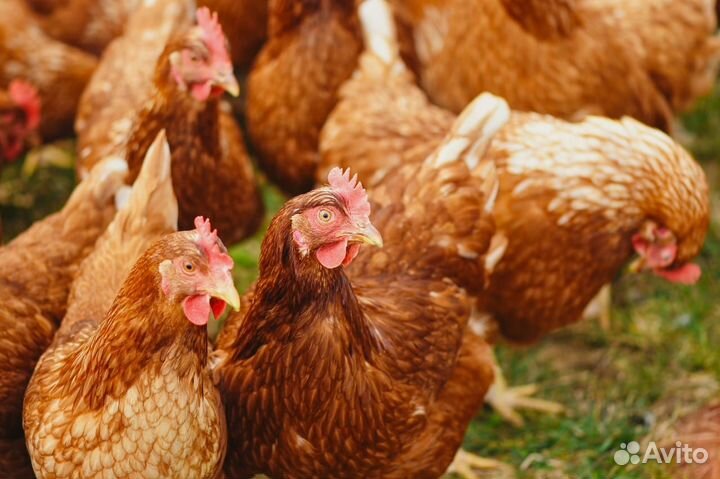 Куры несушки продам
