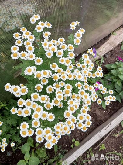 Ромашка мелкая