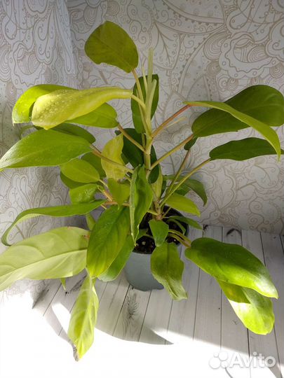 Филодендроны сортовые Диффенбахия Везувий