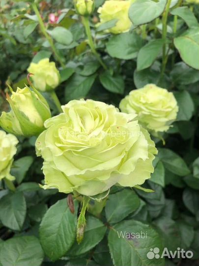 Саженцы Розы Васаби чайно-гибридная/срезочная