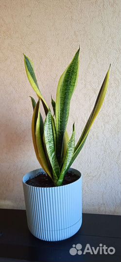 Сансевиерия