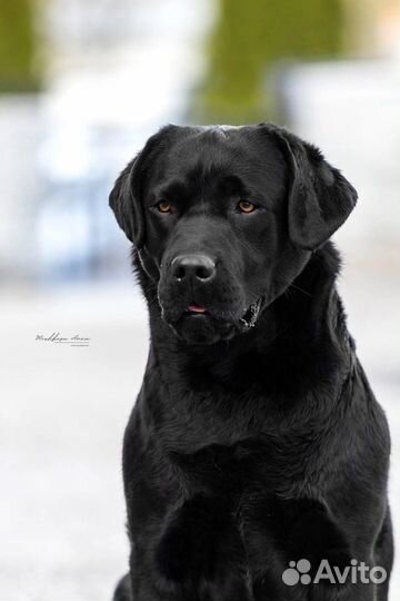 Щенки лабрадора