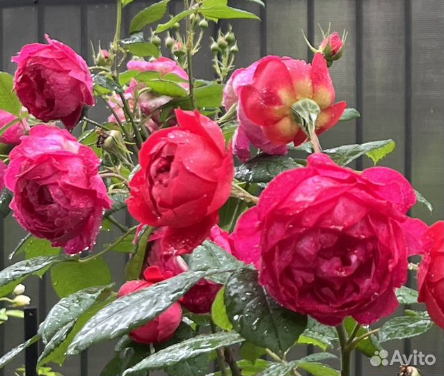 Английские розы собственно корневые саженцы