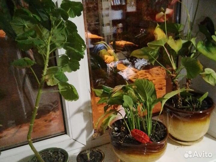 Цветочные горшки,вазы керамика