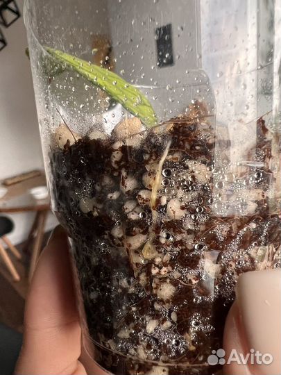 Хойя финлайнсония / Hoya finlaysonii