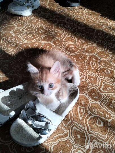 Рыжий котенок