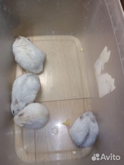 Джунгарские хомячки