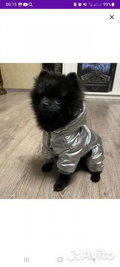 Одежда для маленьких собак s