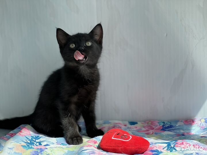 Котенок девочка черная короткошерстная