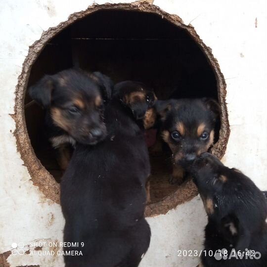 Собака в добрые руки отдам бесплатно