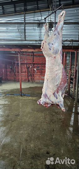 Мясо говядина халяль