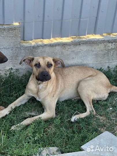 Собака в добрые руки