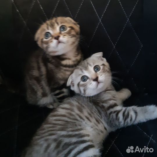 Шотландские вислоухие и прямоухие котята