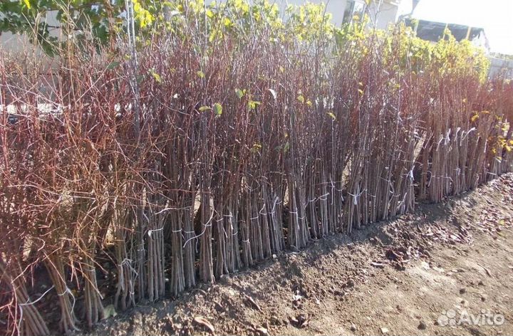 Саженцы плодово-ягодных культур