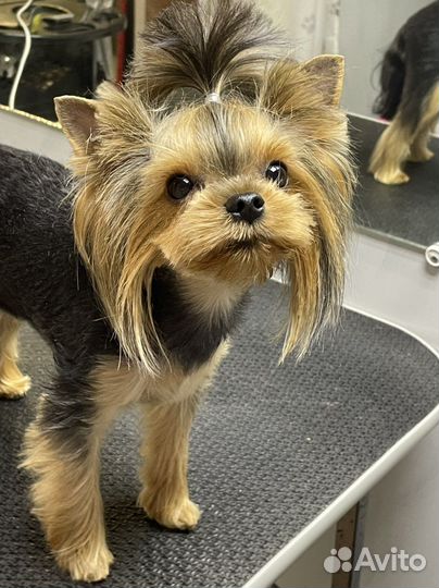 Стрижка собак и кошек