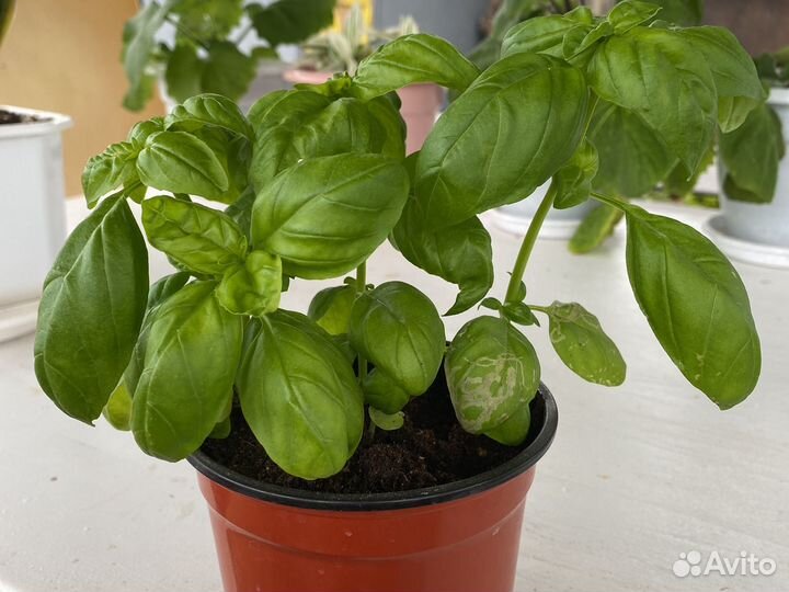 Базилик в горшке