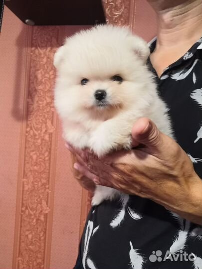 Померанский шпиц медвежьего типа