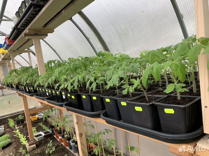 Рассада овощей