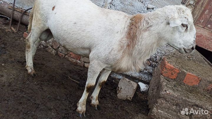 Катумские бараны