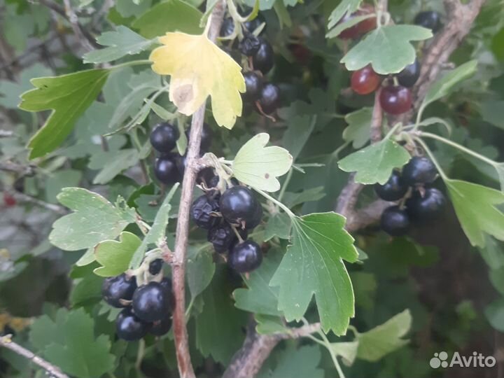 Плоды чёрной смородины