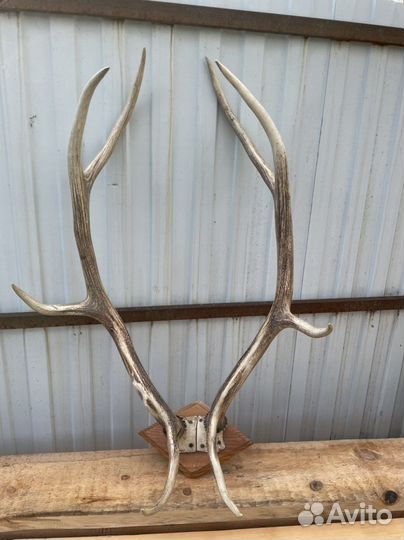 Рога оленя