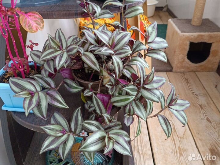 Традисканция Вайлет Хилл цианотис